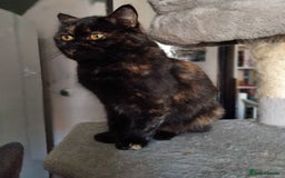 British Longhair cats for sale: Beautiful Black tortie British Longhair - Image 1