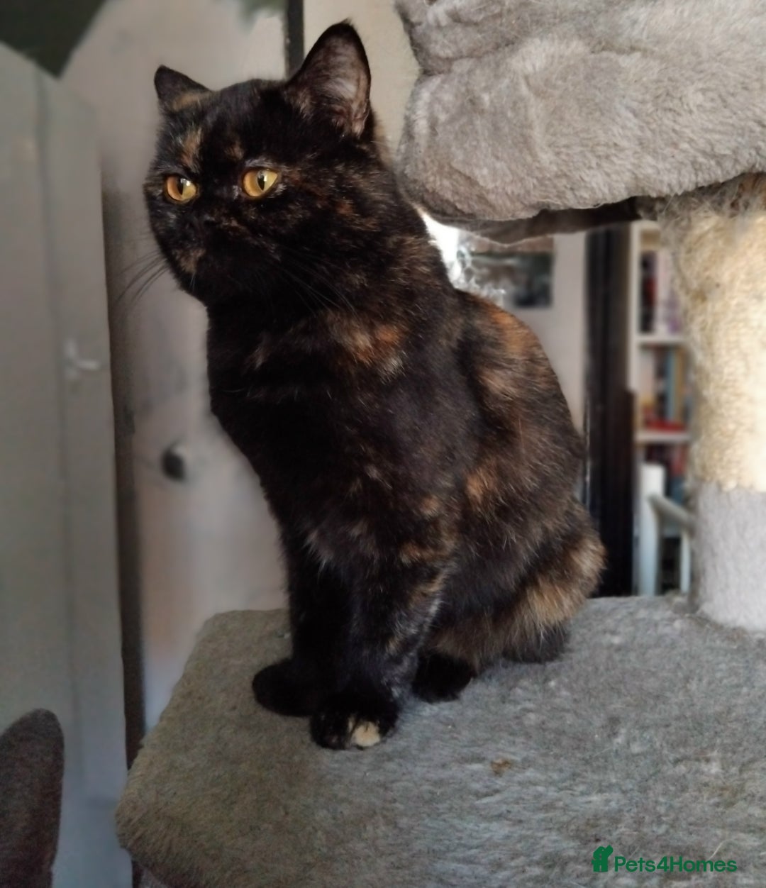 British Longhair cats for sale: Beautiful Black tortie British Longhair - Image 1