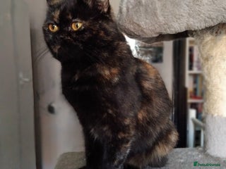 British Longhair cats - Advert 13