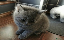 Scottish Fold cats for sale: ❤️Gorgeous Scottish Fold Straight ears kittens❤️ - Image 4