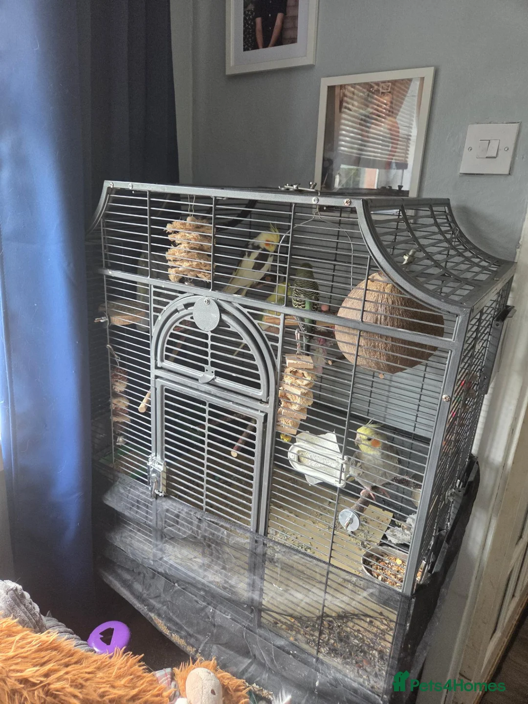 Cockatiels birds for sale: Cockatiels and budgies in Renfrew - Advert 3