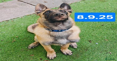 Belgian Shepherd Dog dogs in Newport - Advert 7