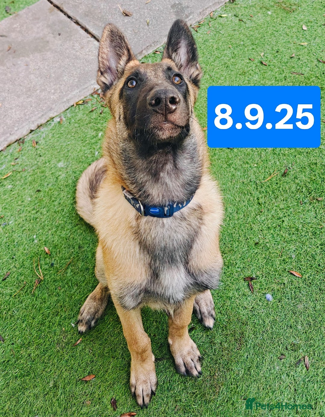 Belgian Shepherd Dog dogs for sale: KC Reg Belgian Shepherd Malinois pups for sale in Newport - Image 3