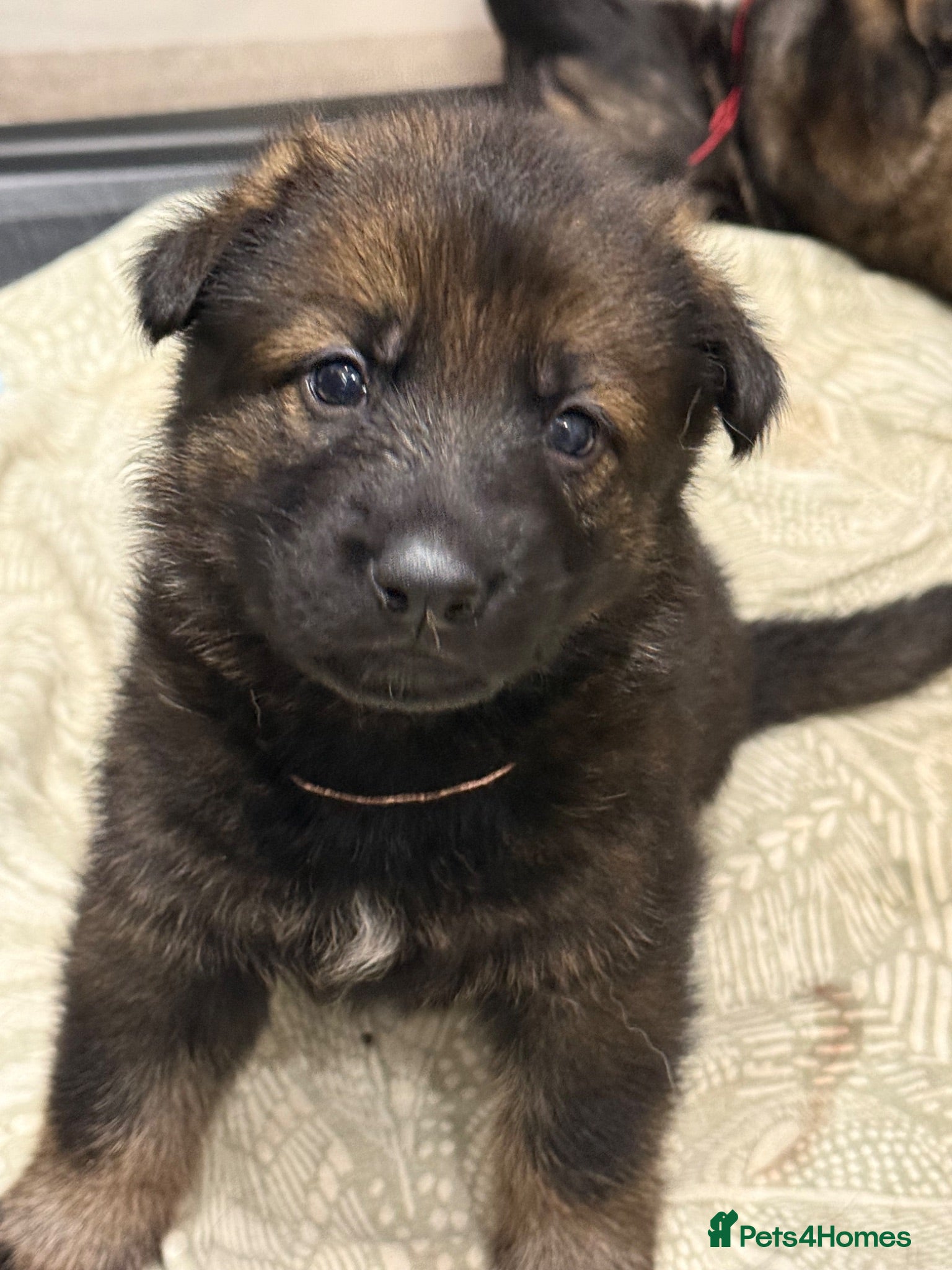 German Shepherd dogs ELITE KC REG CZECH WORKING LINE GSD PUPPIES 🏆 - Advert 2