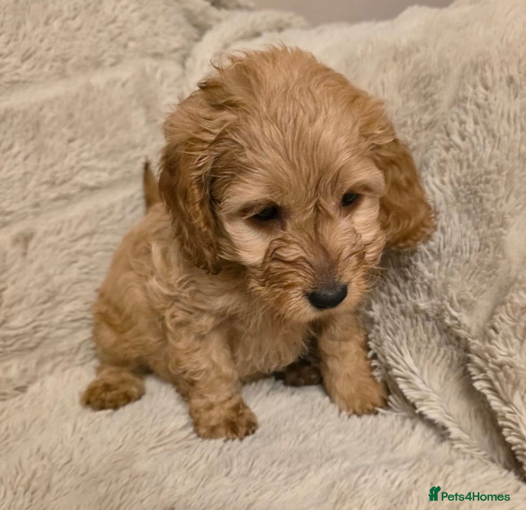 Cockapoo dogs for sale: Beautiful f1 cockapoo puppies 4 boys and 4 girls - Advert 3