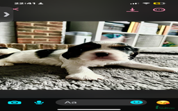 Cavalier King Charles Spaniel dogs for sale: 3 beautiful tri girls available  - Image 6