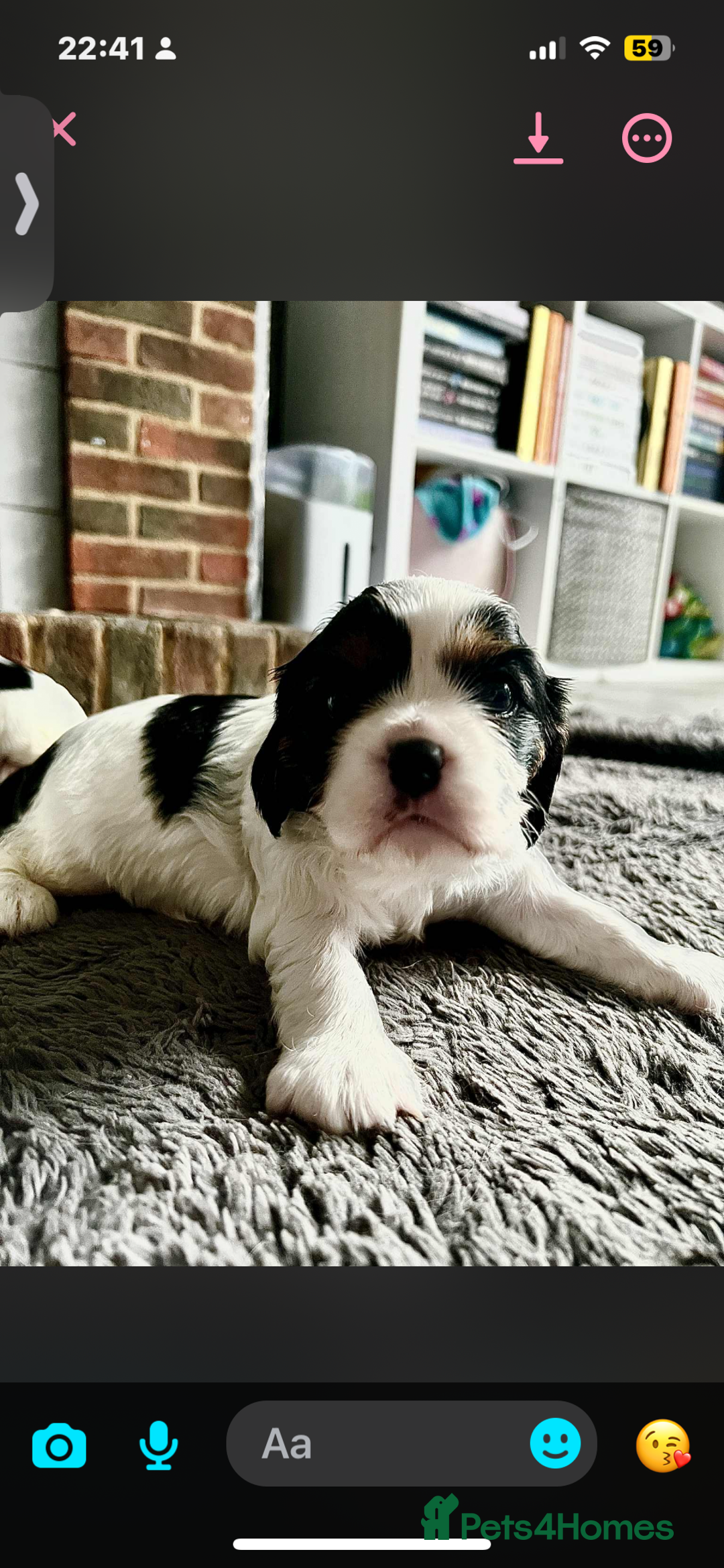 Cavalier King Charles Spaniel dogs for sale: 3 beautiful tri girls available  - Image 6