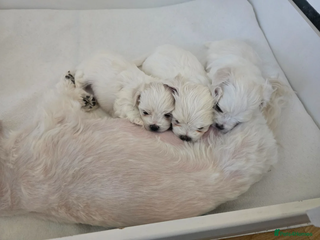 Maltese dogs for sale: Adorable Maltese Puppies for Sale - Advert 2