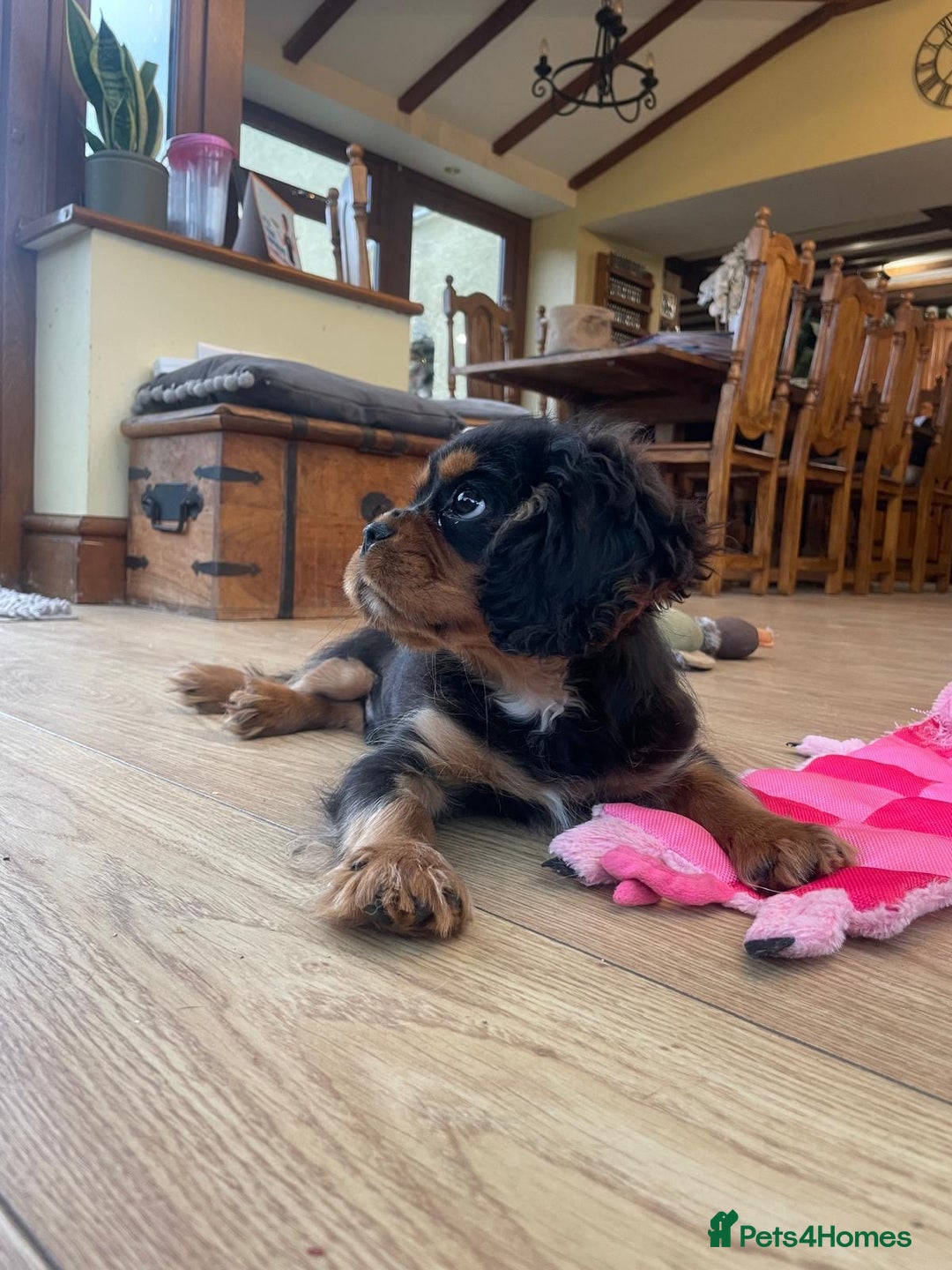Cavalier King Charles Spaniel dogs for sale: Beautiful cavalier king charles puppy for sale - Advert 6