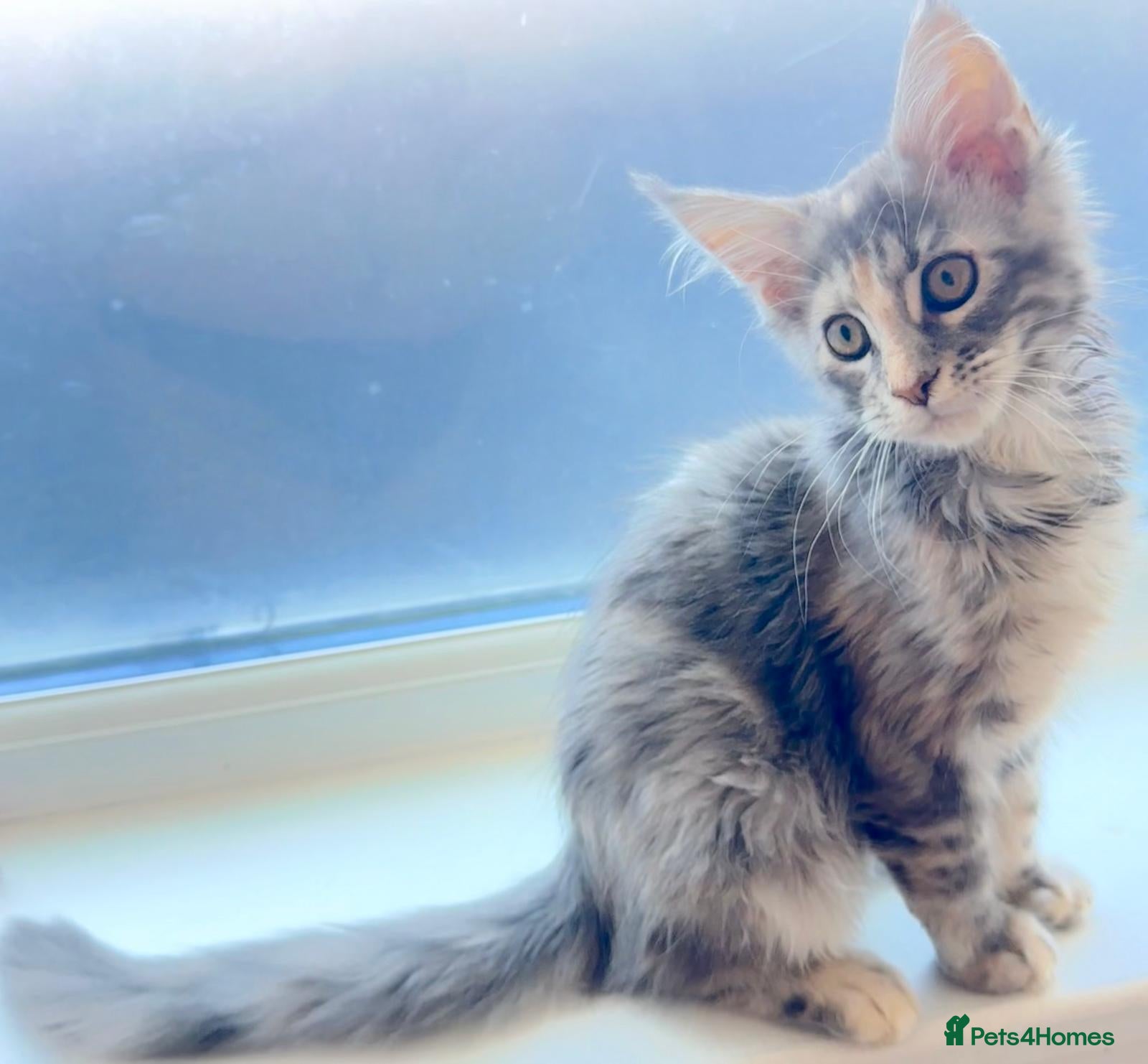 Maine Coon cats Pure breed XXL Maine Coon kittens  - Advert 7