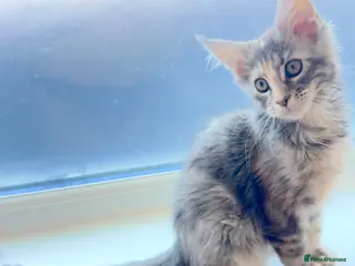 Maine Coon cats Pure breed XXL Maine Coon kittens - Advert 7