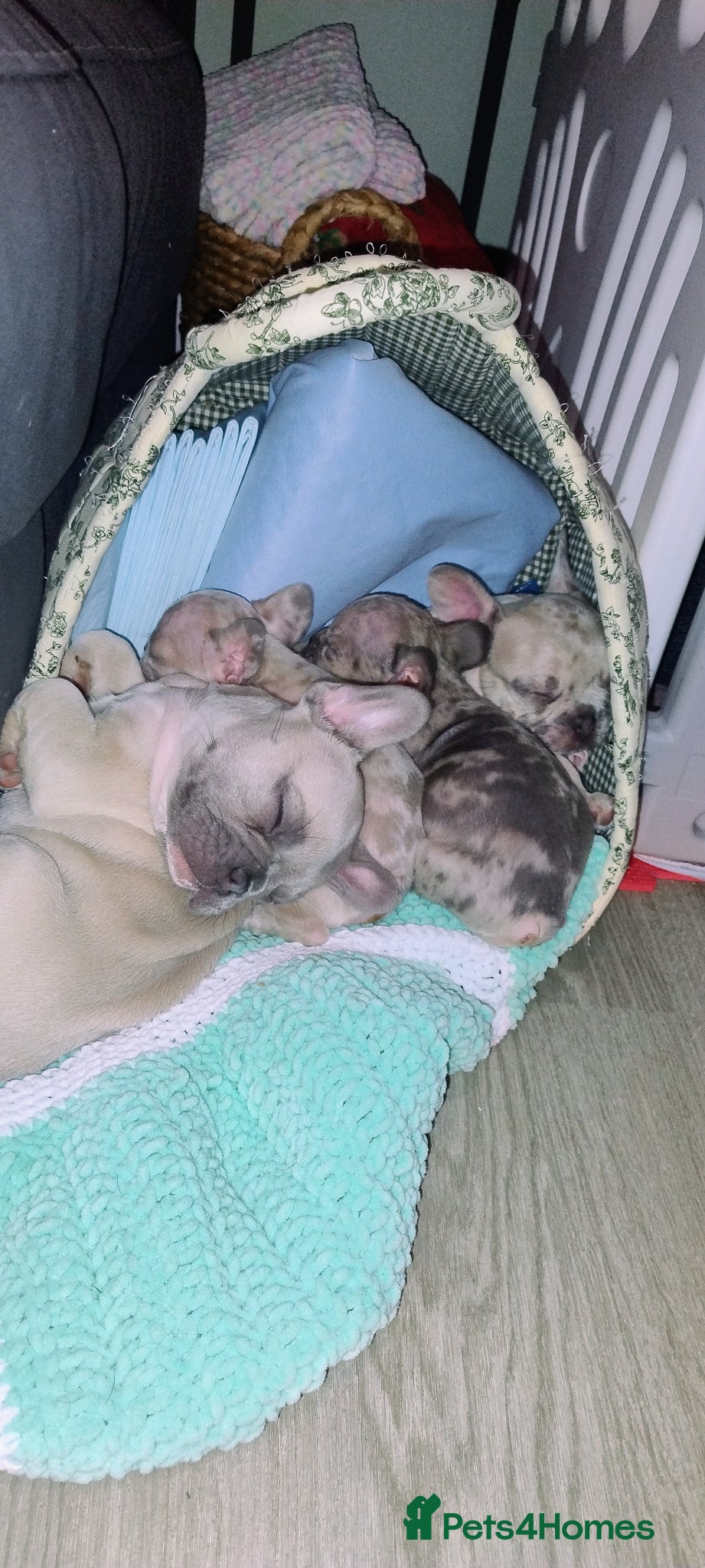 French Bulldog dogs 2 French bulldog puppies left - Advert 1