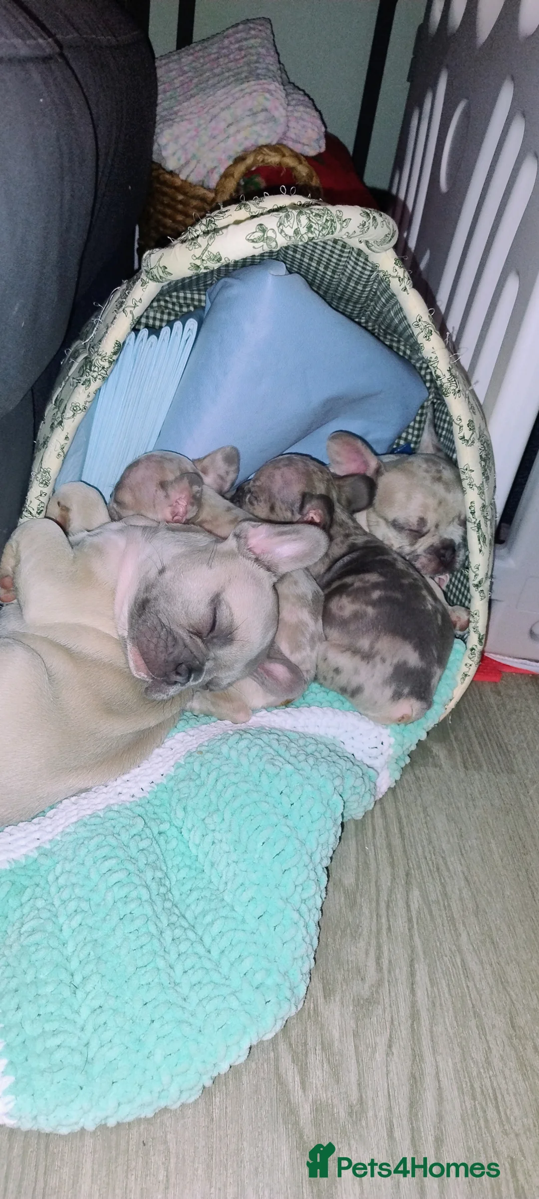 French Bulldog dogs for sale: 2 French bulldog puppies left in Bushey - Advert 1