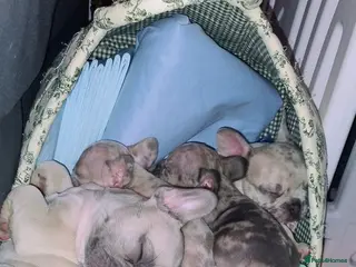 French Bulldog dogs 2 French bulldog puppies left - Advert 1