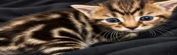 Bengal cats for sale: Bengal Kittens Looking for Their Forever Homes  - Advert 4