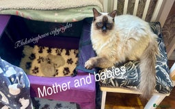 Ragdoll cats for sale: SEAL COLOURPOINT RAGDOLL  - Image 8
