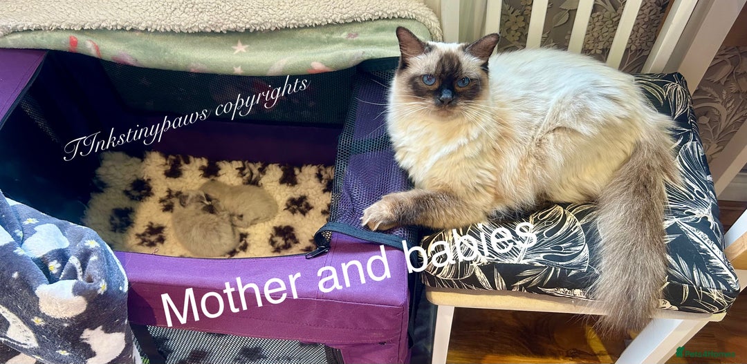 Ragdoll cats for sale: SEAL COLOURPOINT RAGDOLL  - Image 8