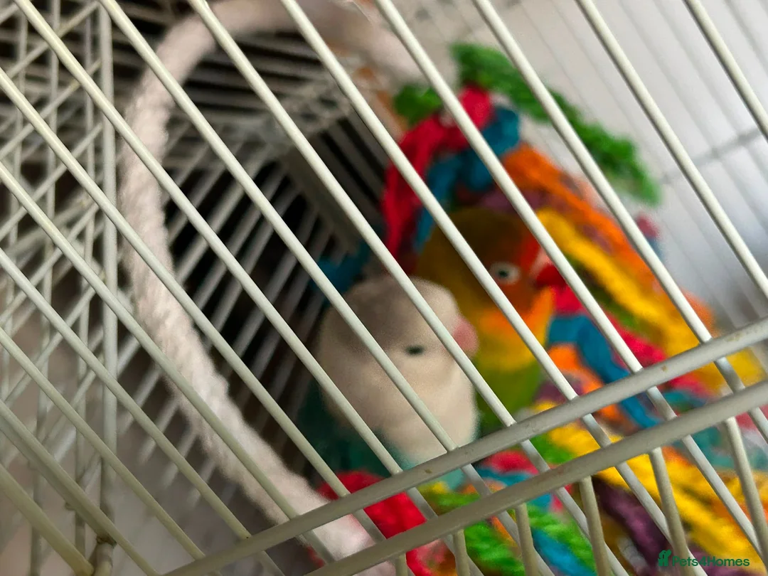 Lovebirds birds for sale: 2 gorgeous love birds - Advert 1