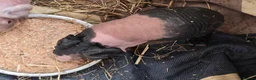 Guinea Pig rodents for sale: 1 boar 1 sow violet and black skinny pig - Advert 4