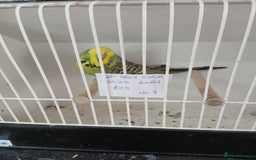Budgerigars birds for sale: Budgies - Image 4
