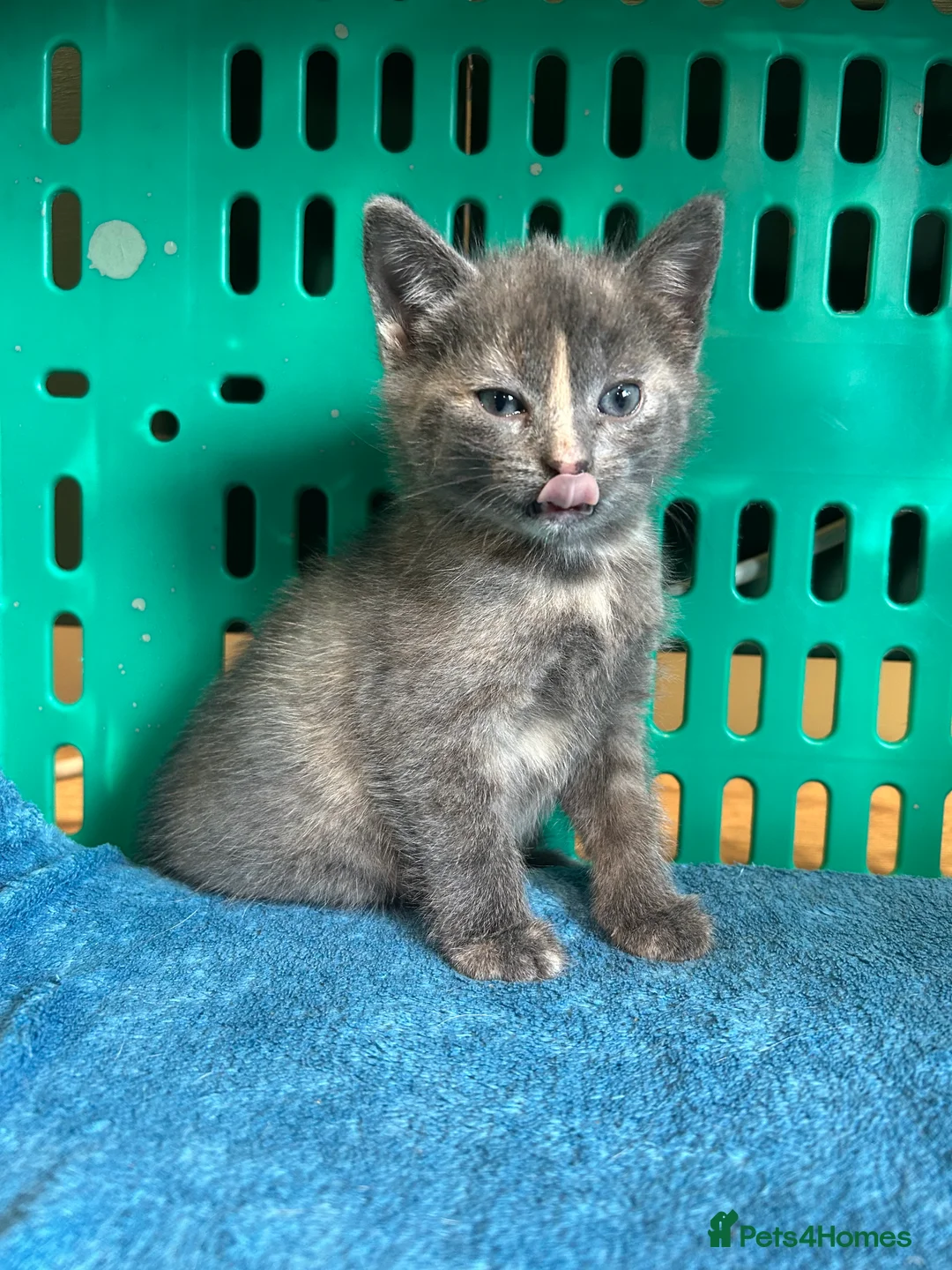 British Shorthair cats for sale: 3 female kittens for rehome - Advert 7