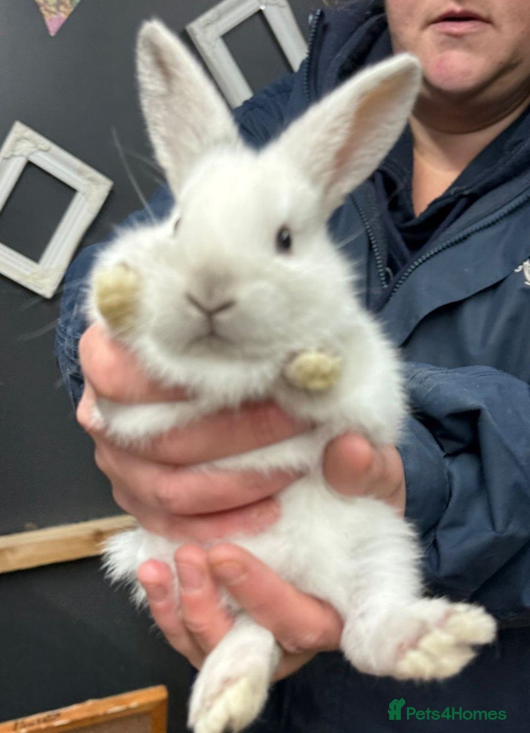 Rex rabbits for sale: 3 gorgeous babies bunny’s  - Advert 2