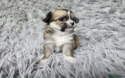 Chihuahua dogs for sale: Beautiful fluffy long haired chihuahuas - Image 5