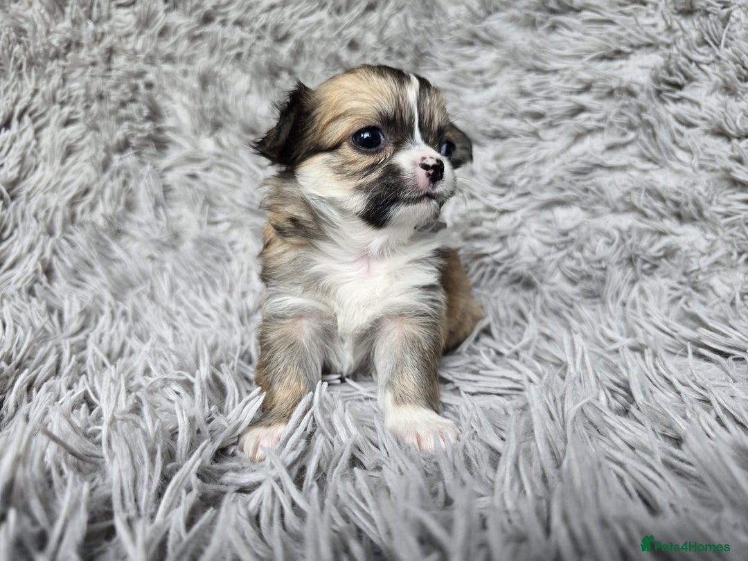 Chihuahua dogs for sale: Beautiful fluffy long haired chihuahuas - Image 5
