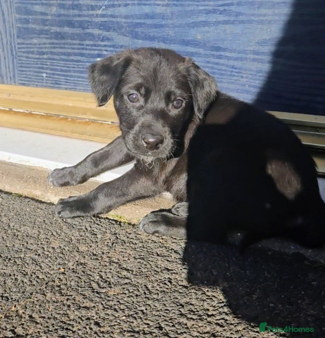Mixed Breed dogs for sale: Dutch shepherd X pointer puppies  - Advert 22