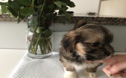Lhasa Apso dogs for sale: Beautiful KC registered Lhasa Apso puppies.  - Image 6