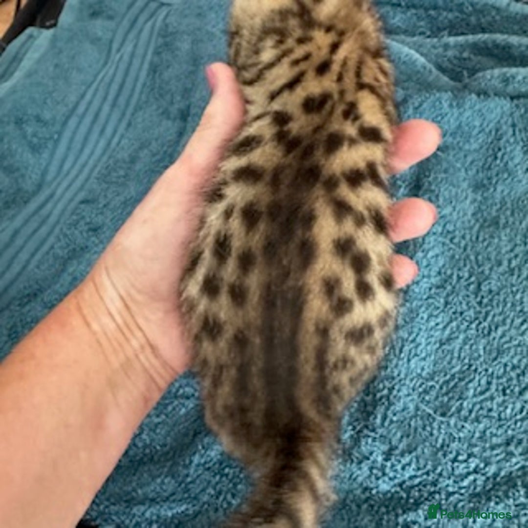 Bengal cats for sale: 4 Gorgeous Bengal Babies - Image 7