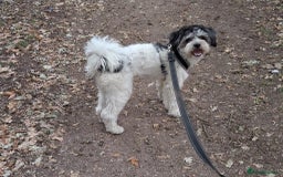 Shichon dogs for stud: * STUD * My gorgeous proven Shichon Boy Ted xx - Image 5