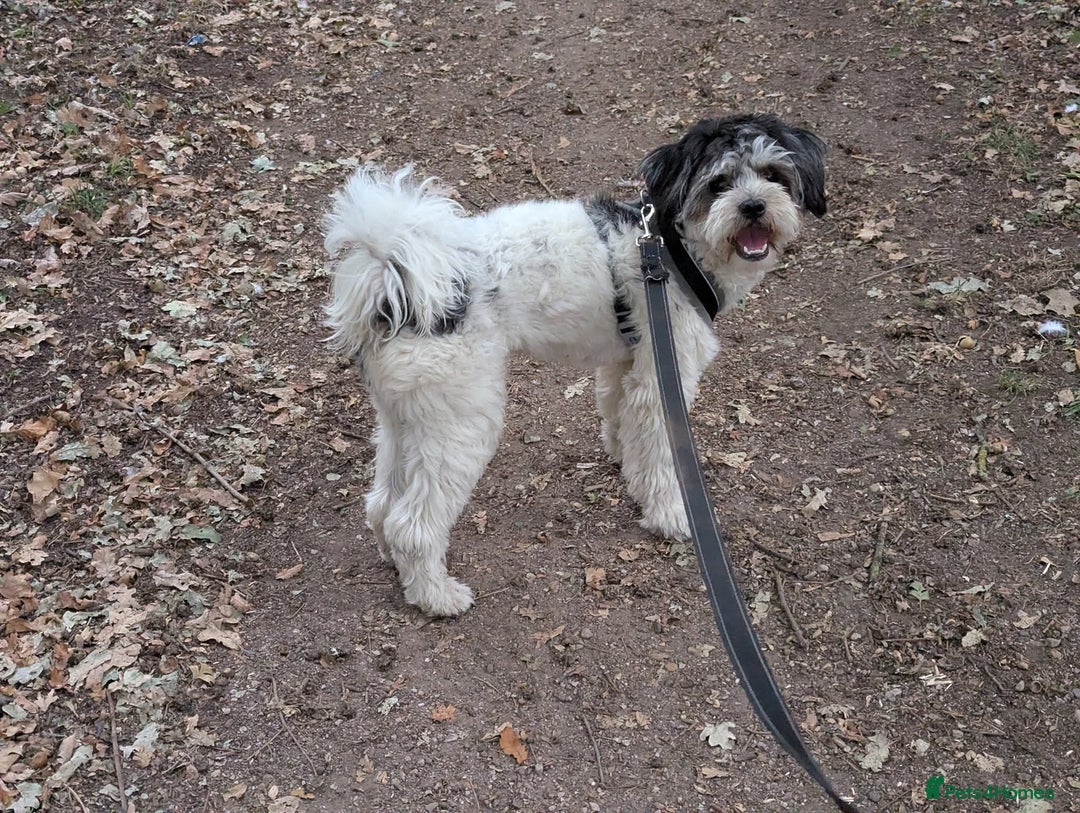 Shichon dogs for stud: * STUD * My gorgeous proven Shichon Boy Ted xx - Image 5
