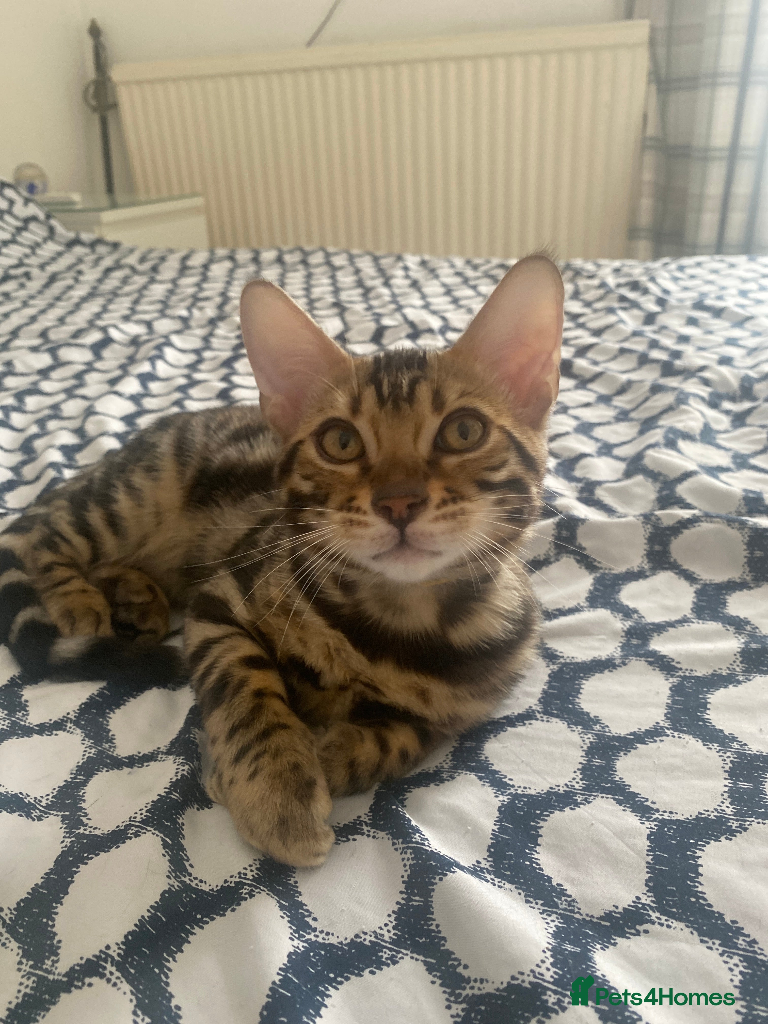 Bengal cats ✨✨ TICA BENGAL kittens READY ✨😸😻 - Advert 2