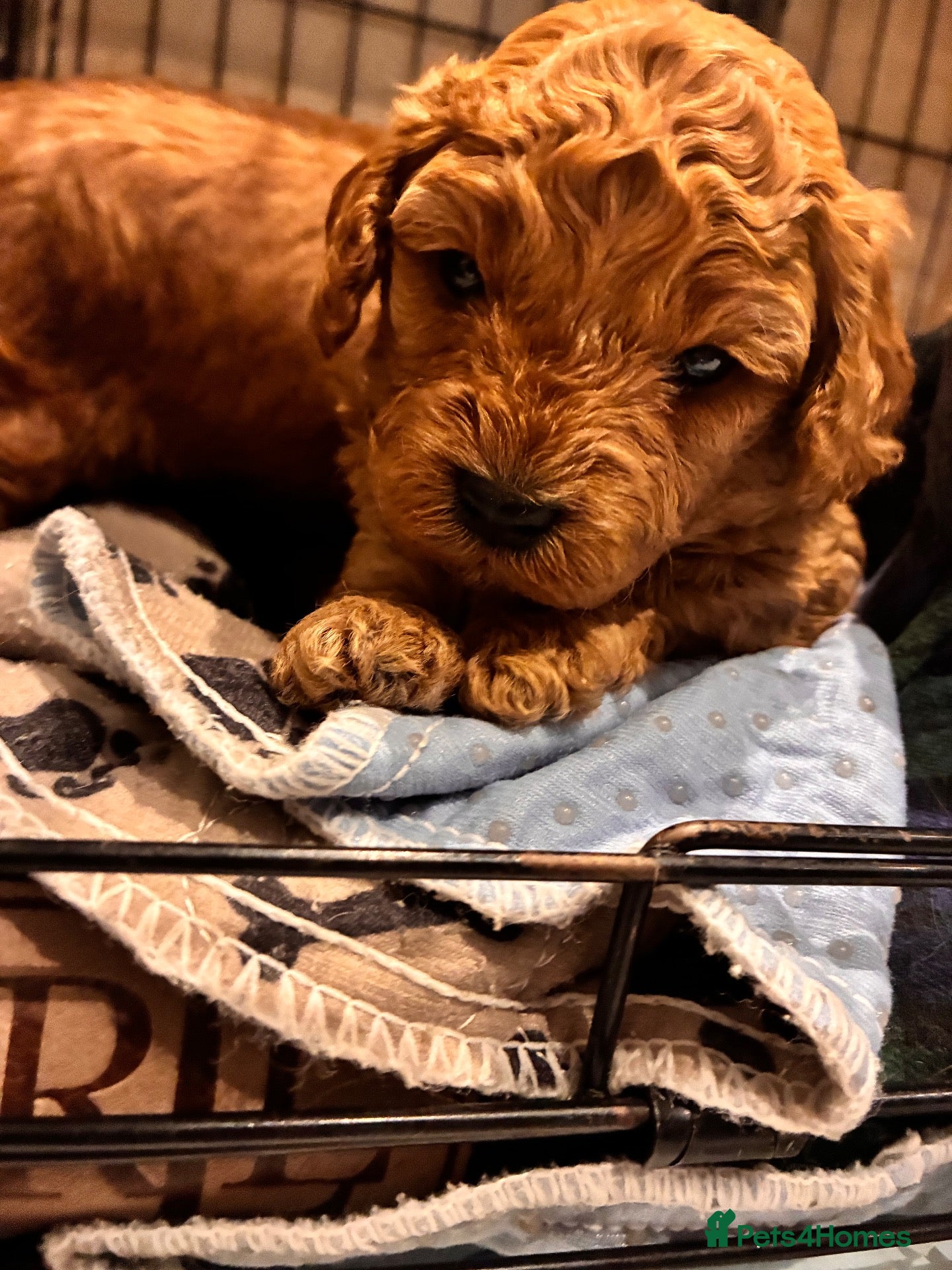 Cavapoo dogs Adorable Cavapoo Puppies Arrived :-) - Advert 2