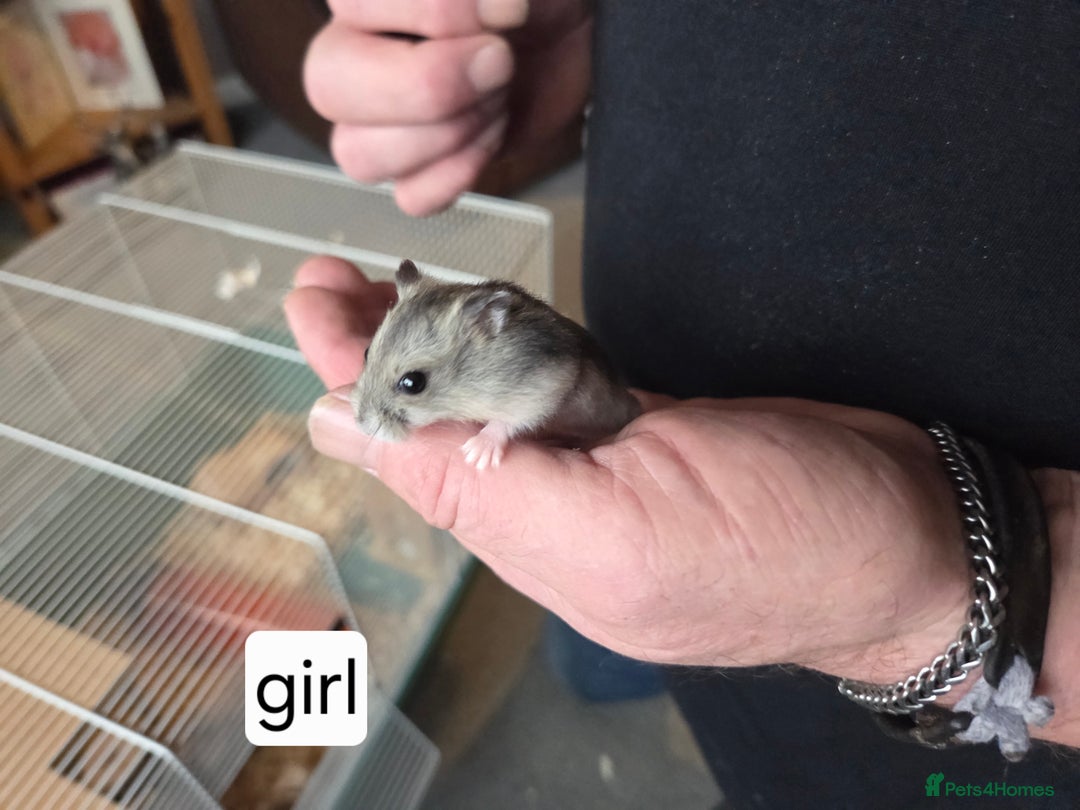 Hamster rodents for sale: Russian dwarf hamsters - Advert 1