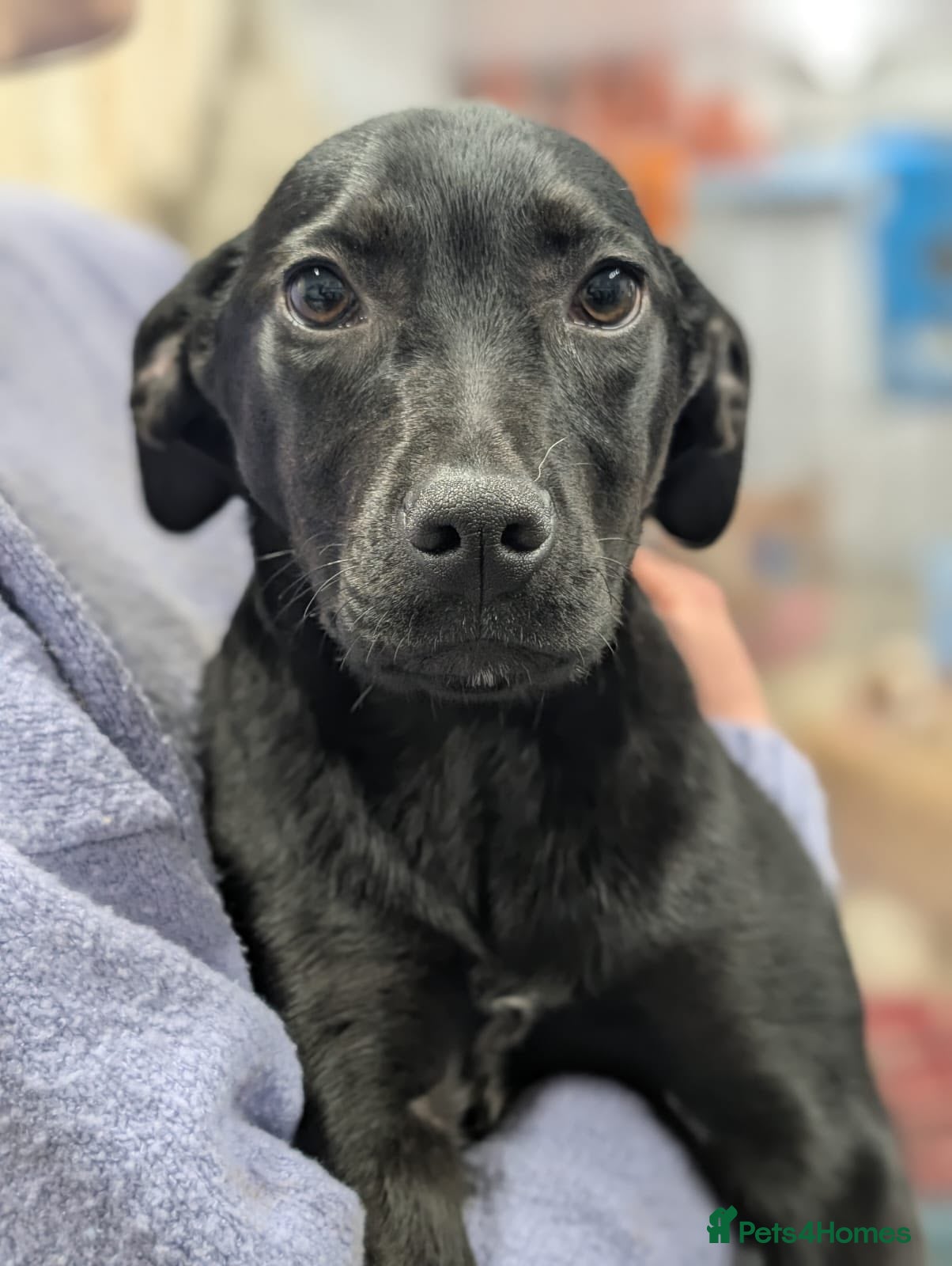 Mixed Breed dogs Butch - In Ayr Looking for a home  - Advert 1