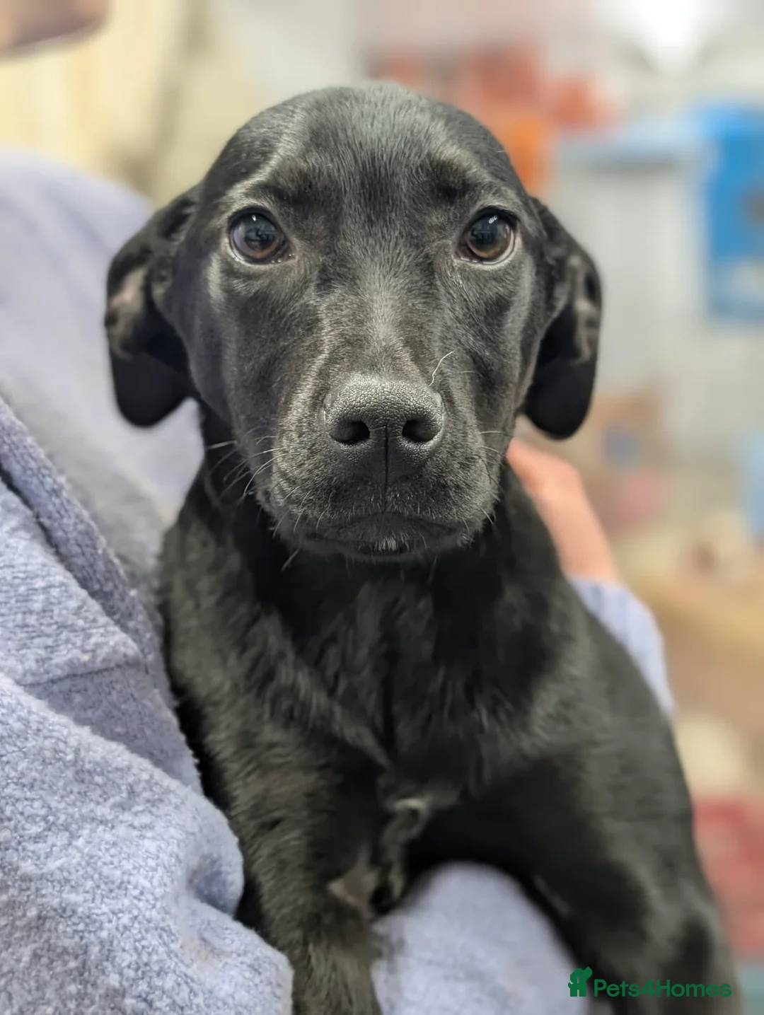 Mixed Breed dogs for adoption: Butch - In Ayr Looking for a home  - Advert 1