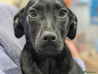 Mixed Breed dogs Butch - In Ayr Looking for a home - Advert 1