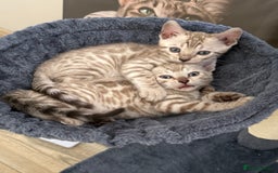 Bengal cats for sale: Beautiful Bengal Kittens Brown & Snows - Image 8