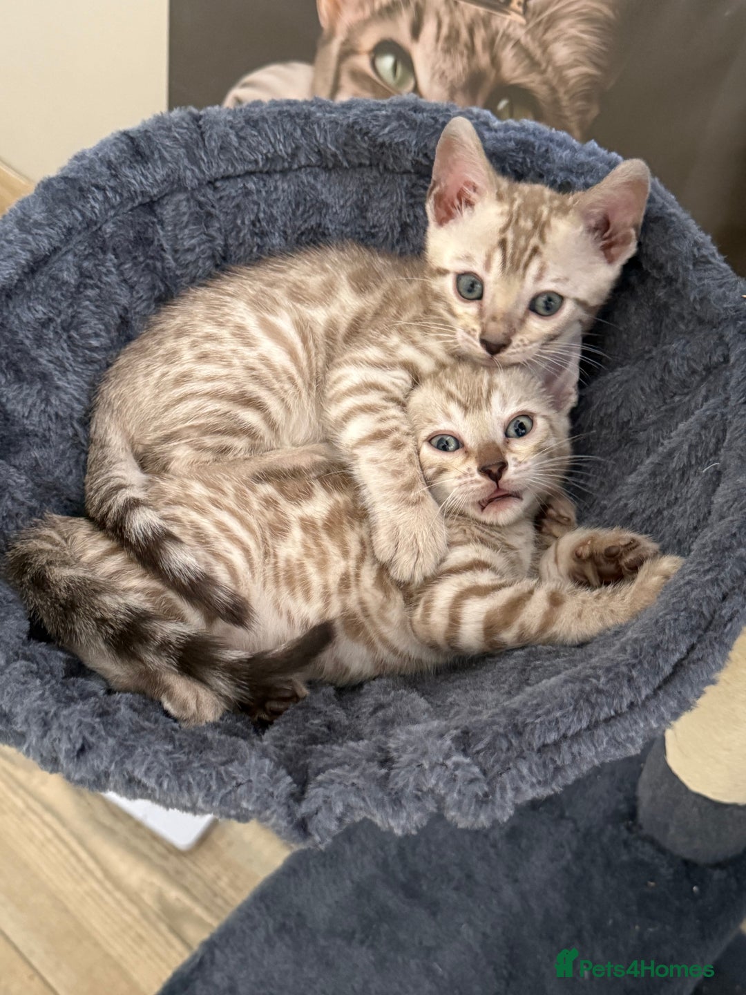 Bengal cats for sale: Beautiful Bengal Kittens Brown & Snows - Image 8