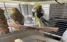 Cockatiels birds for sale: Pair of cockatiels  - Image 3