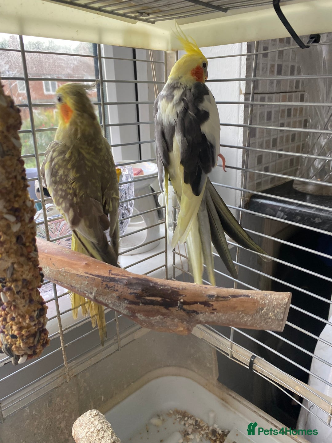 Cockatiels birds for sale: Pair of cockatiels  - Image 3