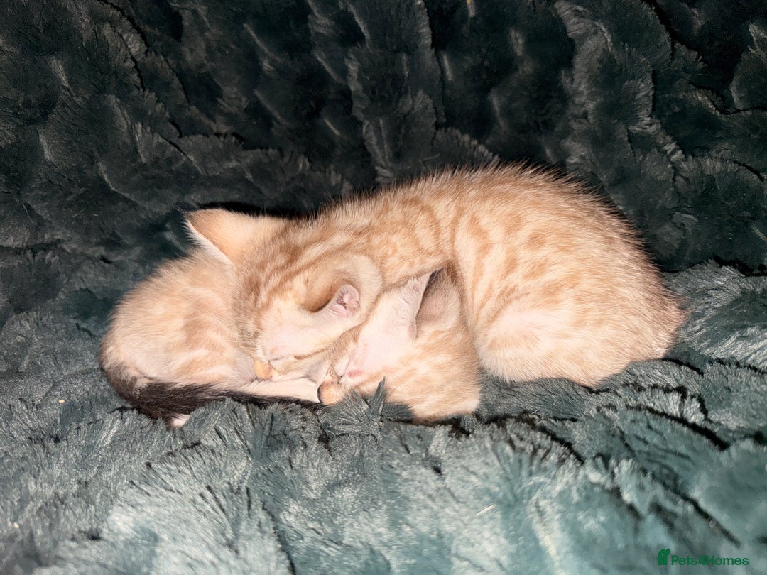 Bengal cats for sale: 2 gorgeous Bengal kittens for sale  - Advert 2