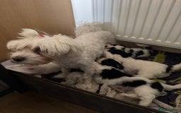 Bichon Frise dogs for sale: Bichon Frise X Bichon Havanez  - Image 24