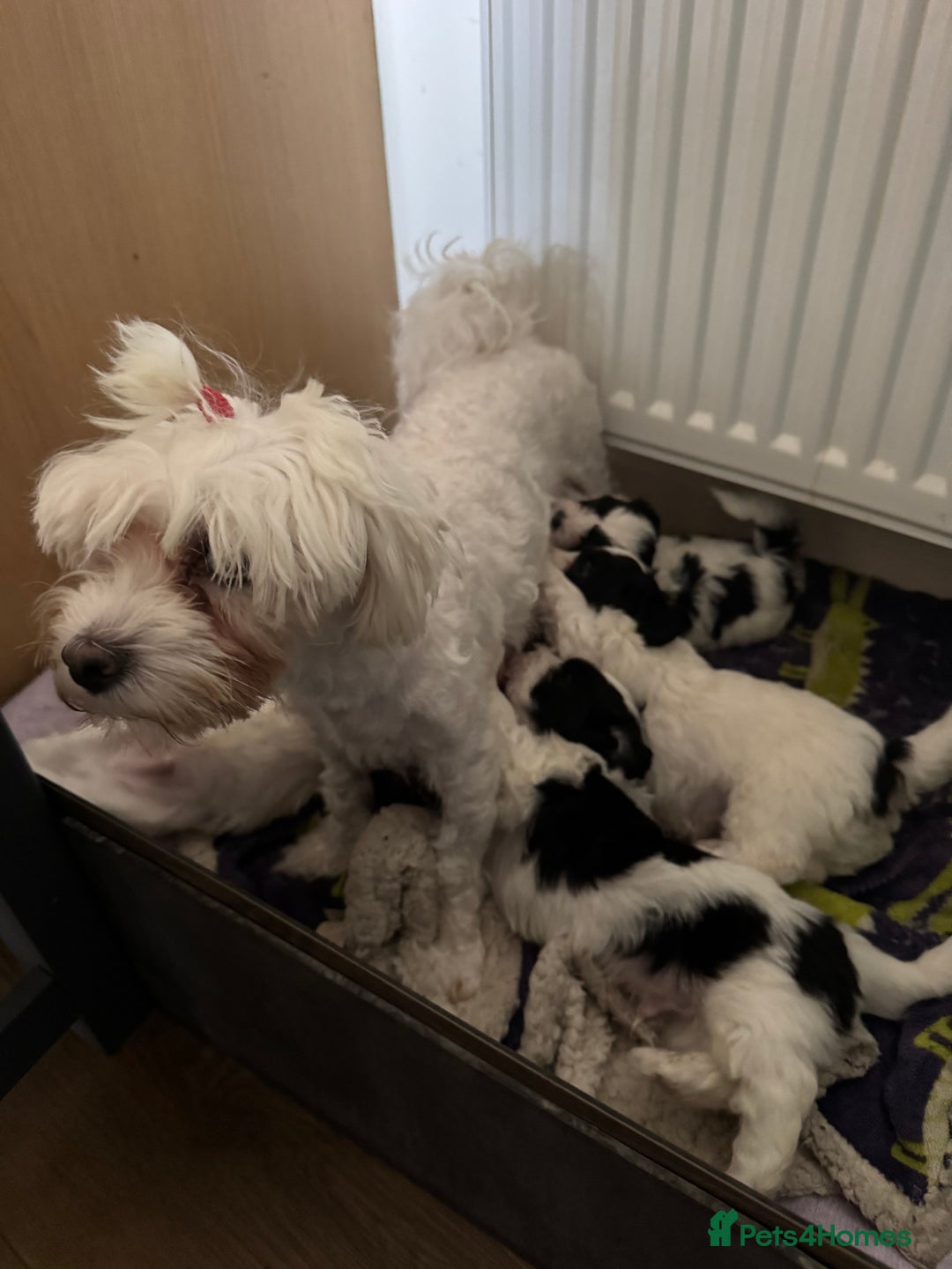 Bichon Frise dogs for sale: Bichon Frise X Bichon Havanez  - Image 24