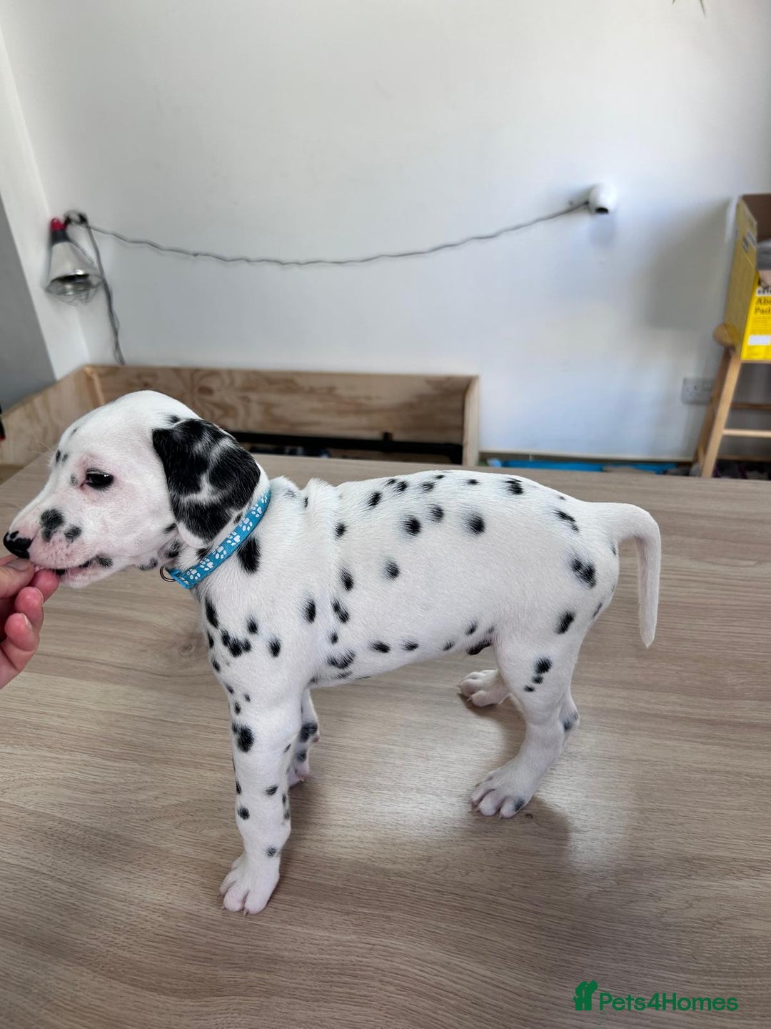 Dalmatian dogs for sale: 7 Dalmatian puppies available  - Image 2