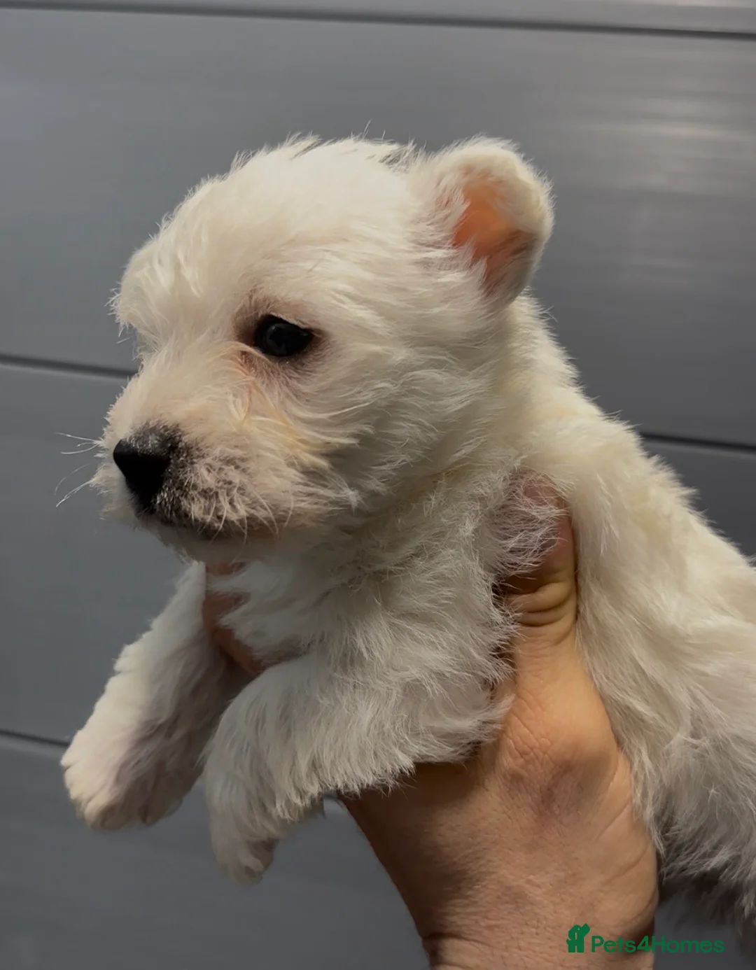 West Highland Terrier dogs for sale: West Highland Terrier Pups Pure Pedigree - Advert 7