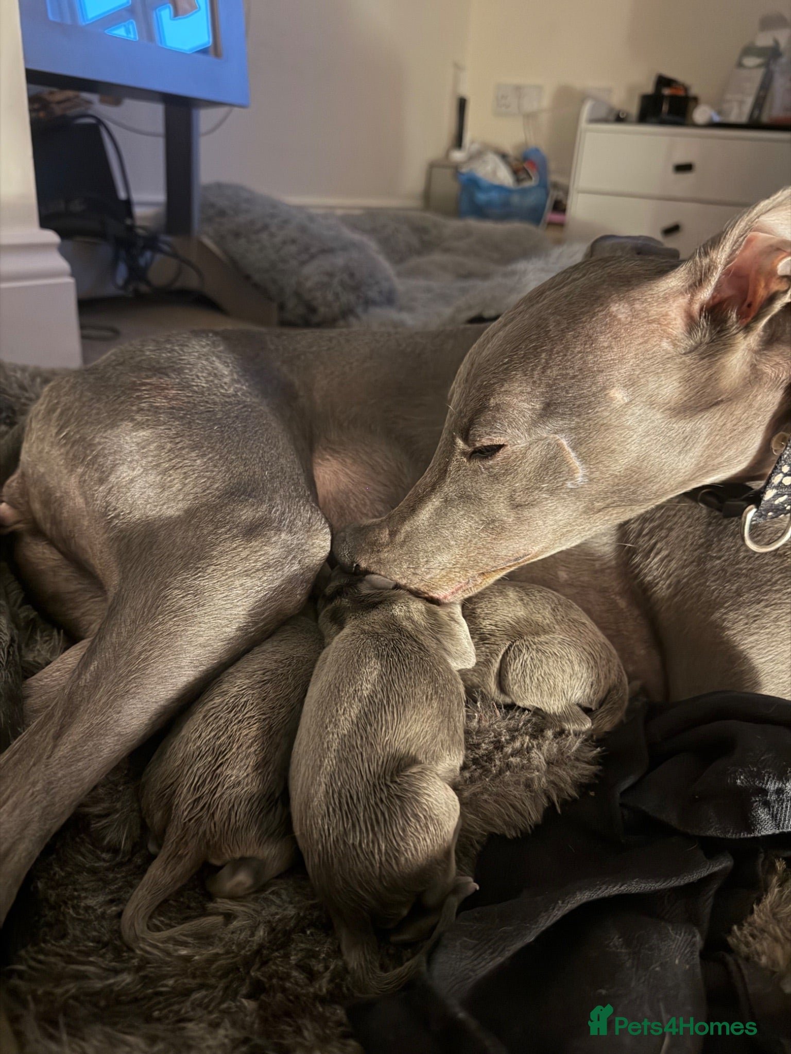 Whippet dogs Stunning Whippet puppies  - Advert 1
