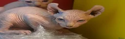Sphynx cats for sale: Last unique split face girl with elf ears!💛 - Advert 27